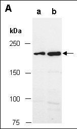 TET2 Antibody, Mouse Monoclonal