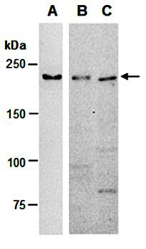 TET2 antibody