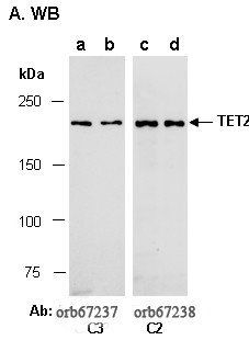 TET2 antibody