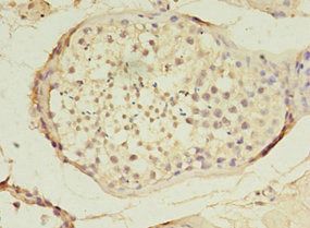 TET3 antibody