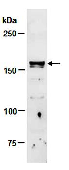 TET3 antibody