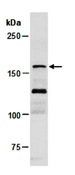 TET3 antibody