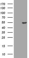 Tetranectin (CLEC3B) antibody
