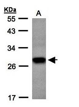 Tetraspan 1 antibody