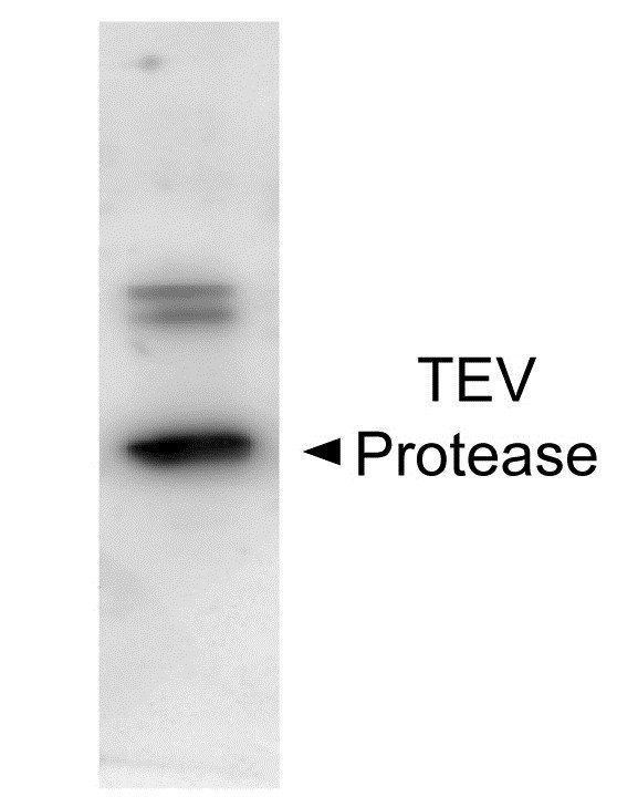TEV Protease antibody