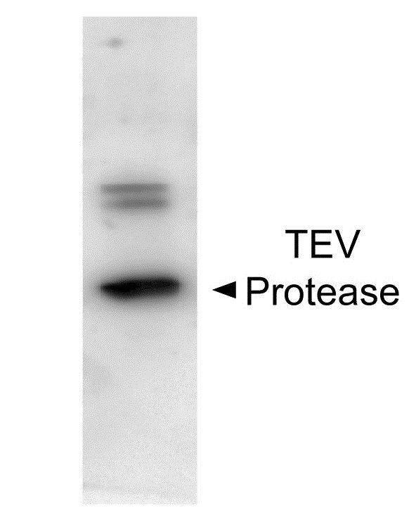 TEV Protease antibody