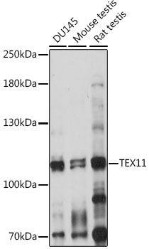 TEX11 antibody
