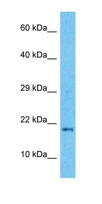 TEX19 antibody