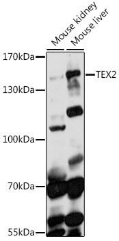 TEX2 antibody