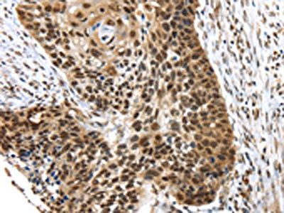TEX37 Antibody