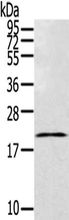 TEX37 antibody