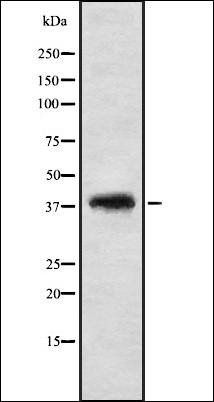 TF2A2 antibody