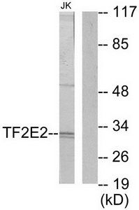 TF2E2 Antibody