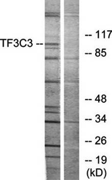 TF3C3 antibody
