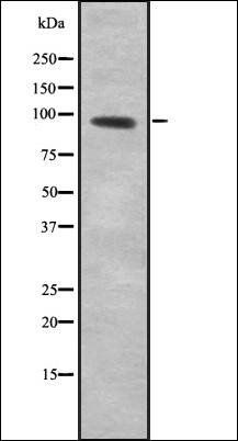 TF3C4 antibody