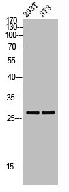 TFAM Antibody