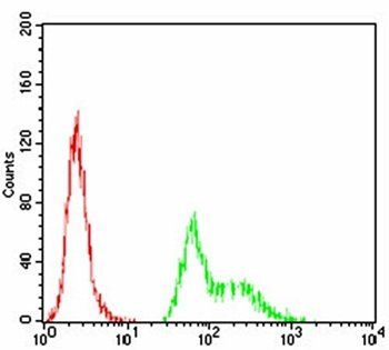 TFAP2A Antibody