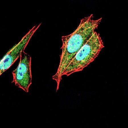 TFAP2A Antibody
