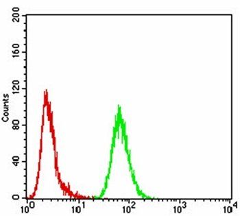 TFAP2A Antibody