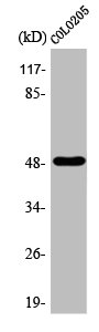 TFAP2A antibody