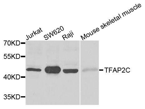 TFAP2C antibody