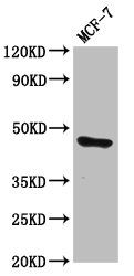 TFAP2E Antibody