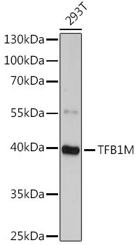 TFB1M antibody