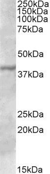 Goat anti-TFB1M Antibody