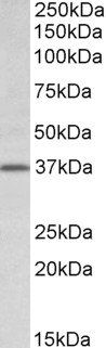 Goat anti-Tfb2m (mouse) Antibody