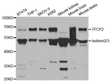 TFCP2 antibody