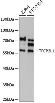 TFCP2L1 antibody