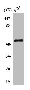 TFDP1 Antibody
