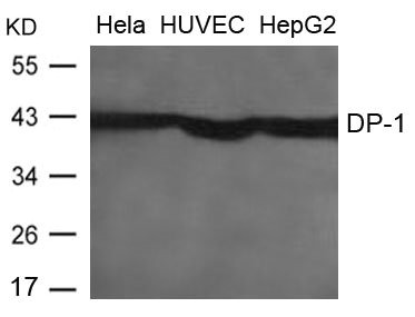 TFDP1 antibody