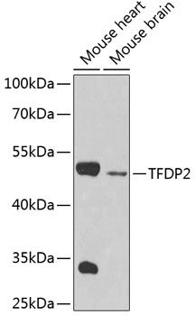TFDP2 antibody