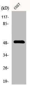 TFDP2 Antibody