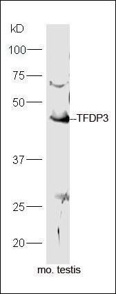 TFDP3 antibody