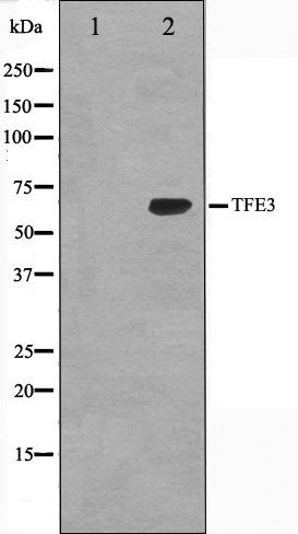 TFE3 antibody