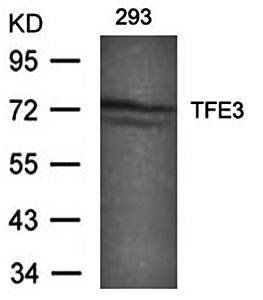 TFE3 Antibody