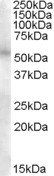 TFEB antibody