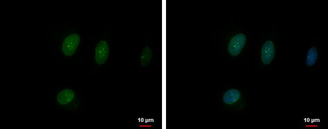 TFEC antibody [N1], N-term
