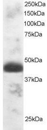 Goat anti-TFEC Antibody