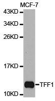 TFF1 antibody