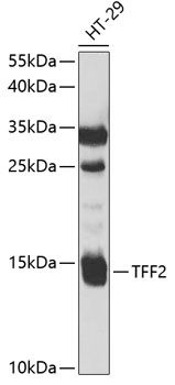 TFF2 antibody