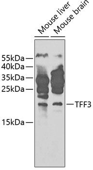 TFF3 antibody