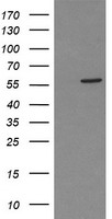 TFIIF (GTF2F1) antibody