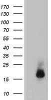 TFIIF (GTF2F1) antibody