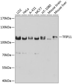 TFIP11 antibody