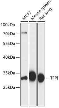 TFPI antibody