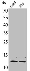 TFPI2 Antibody
