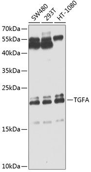 TGFA antibody